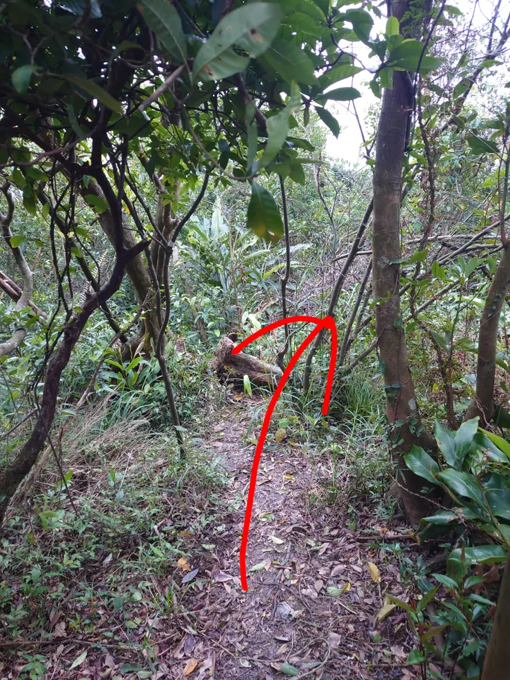 你會看到有一顆倒木，跨過去，別懷疑