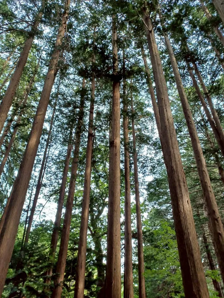 以最後一日北海道神宮的樹木做結尾，抽了個吉，祝年底好運