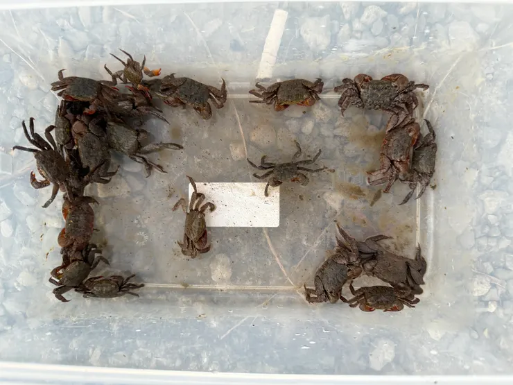 2025/10/18 釣到的螃蟹