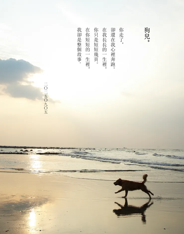 我家三狗中的一狗，2008年的奇。