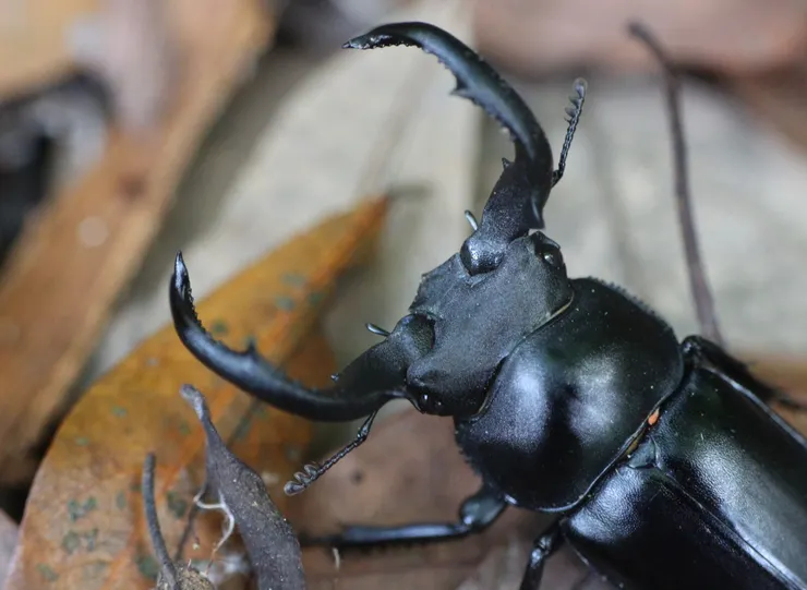 © 羅元甫 的觀察紀錄