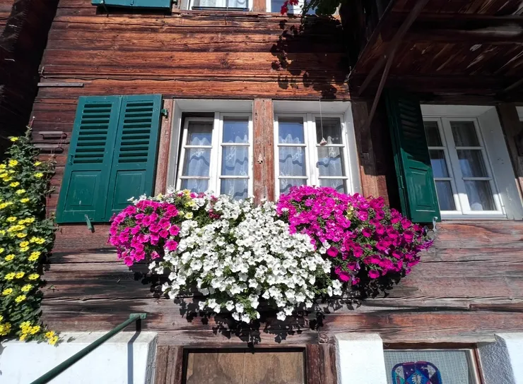 種滿花的窗枱，永遠是最吸睛的畫面