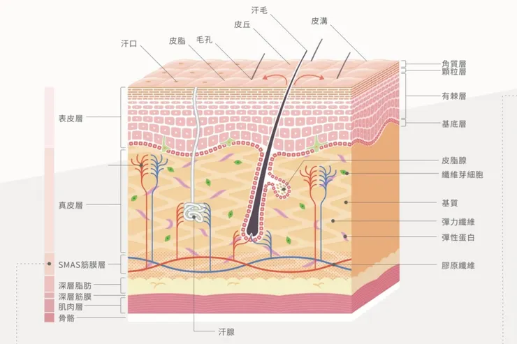 皮膚是最大的外顯器官，分層才能精準保養