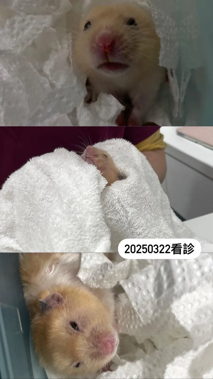 多比生氣看醫生