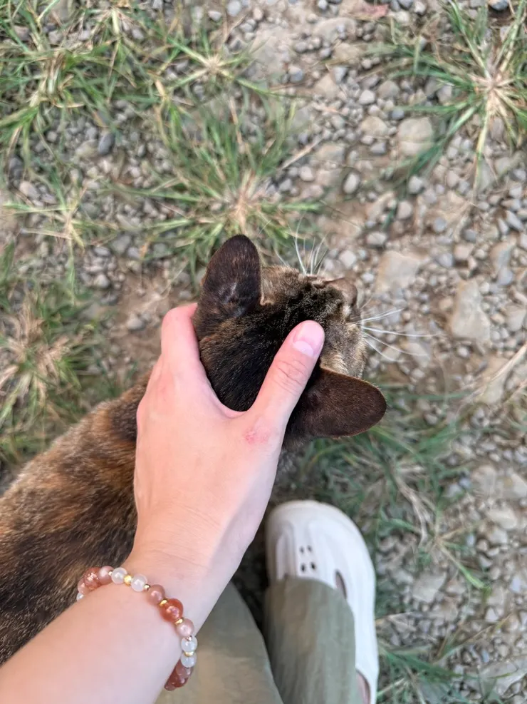 🐾 等待，不是什麼都不做，而是放下控制，讓一切自然靠近，就像貓咪一樣😝