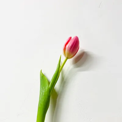 艾米的人森學習日記