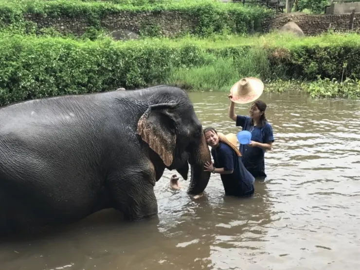 和大象一起洗泥巴浴
