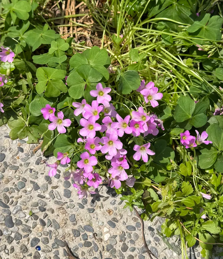 圖文無關，昨天天氣好外出時，看到路旁小花小草覺得很美就順便拍了下來