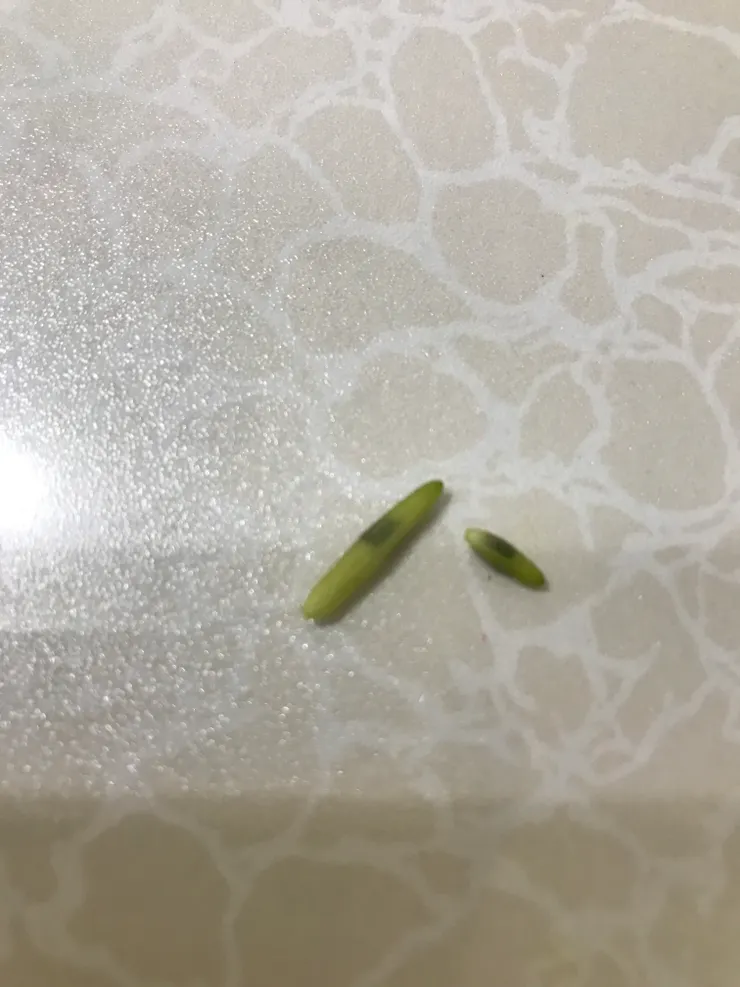 採收後的果莢，放著不管它，幾天後自己會打開莢子，種子就會露出來囉