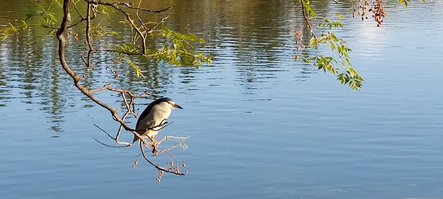 每周一固定到竹科的靜心湖運動，風景優美