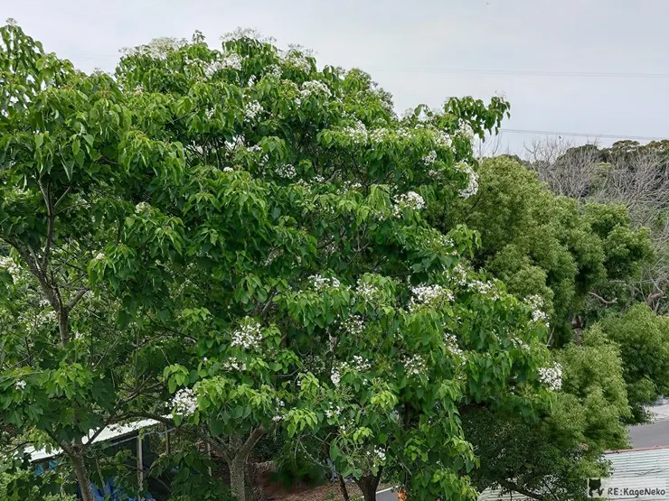 桐花