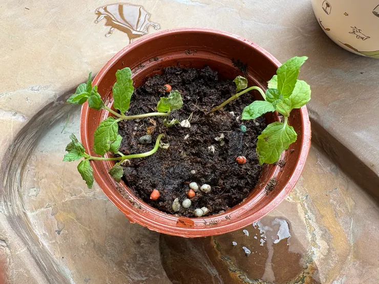 快不行的薄荷... >///<