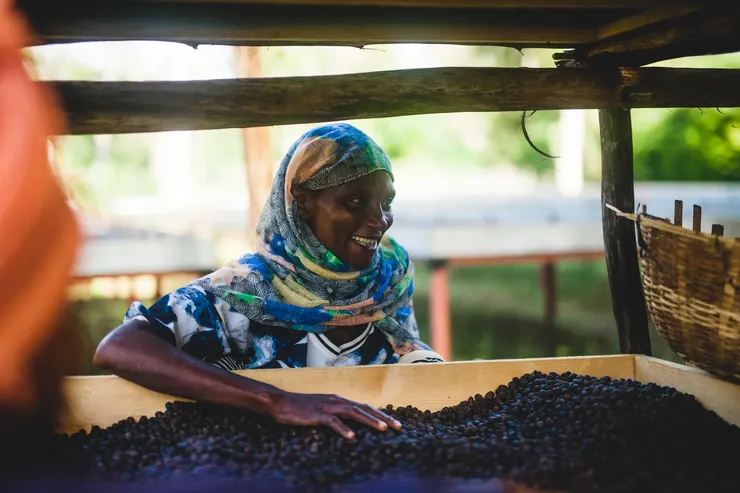 古吉 水洗 G1 夏奇索 庫柏村 淺焙