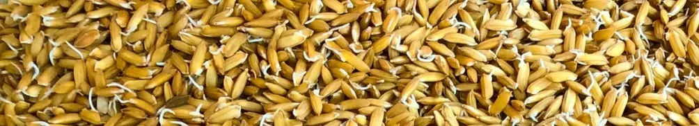 慢島生活的沙龍