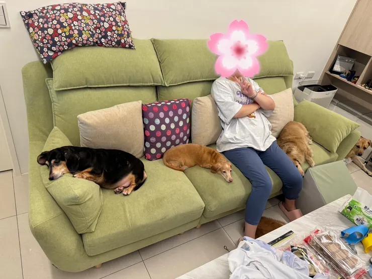 五個毛孩 昏睡四個 一個賣萌  