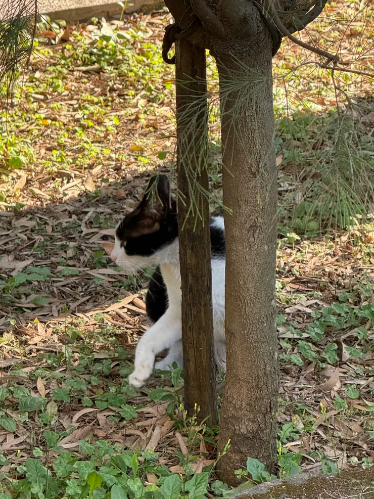 2026/03/25 貓貓抓樹磨指甲