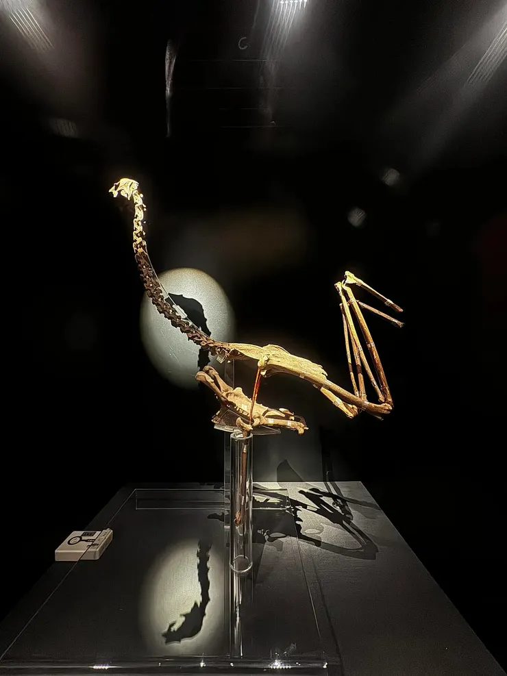 辛追墓出土的大天鵝骨骸，今已被組裝復原展示在湖南省博物館。／作家褚士瑩FB