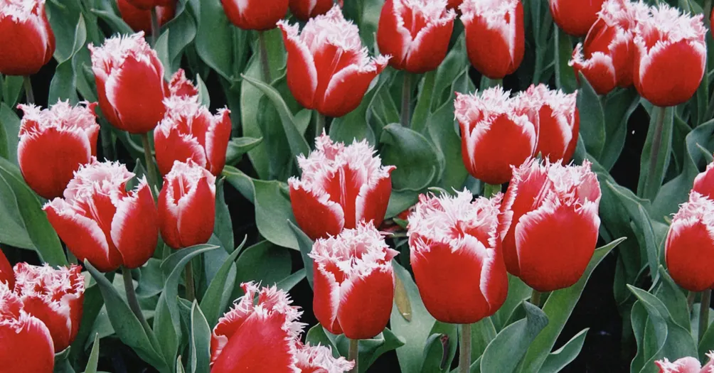 Aveline Moore 的沙龍