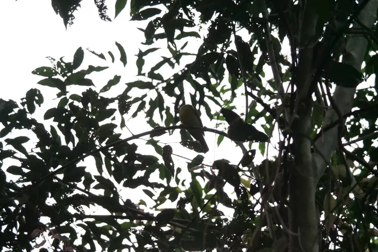 已經忘記了名字的小鳥