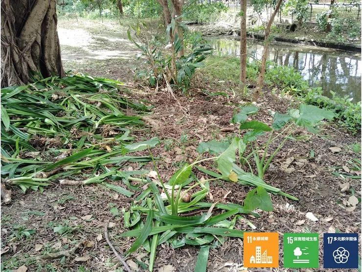 移除園藝外來種，保留本土原生種