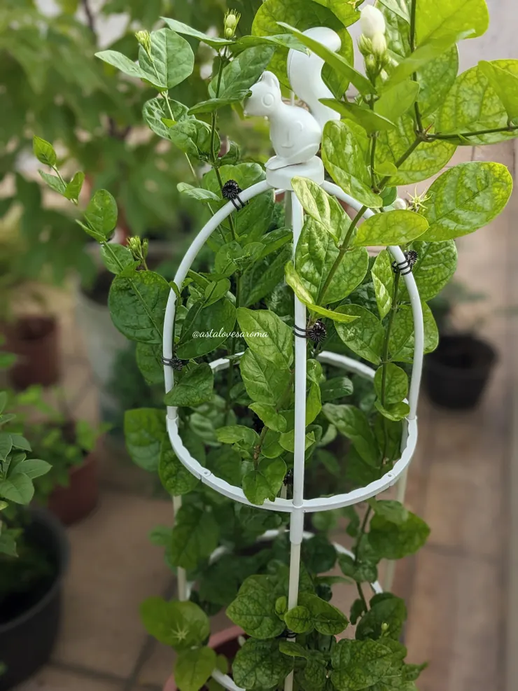 近日的小花茉莉