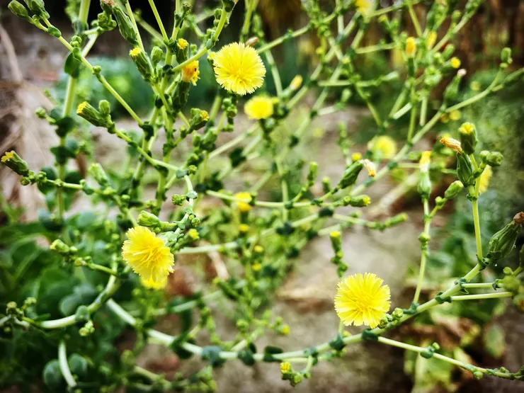 甜妹的花。(甜妹是一種菜的名稱)