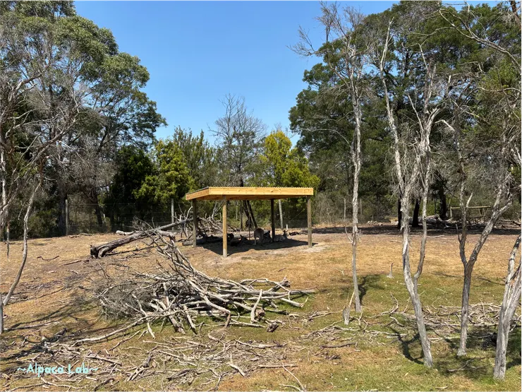 Moonlit Sanctuary 墨爾本，26/1/12，熱浪袋鼠都受不了了😖