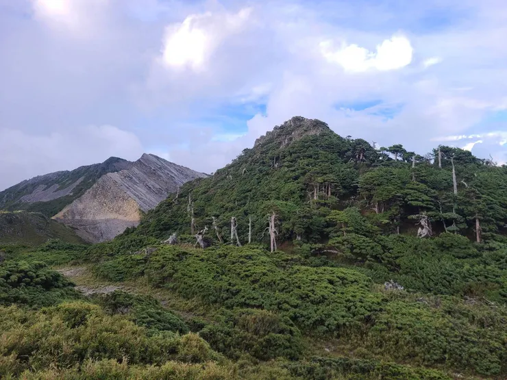 植被一看就很茂密