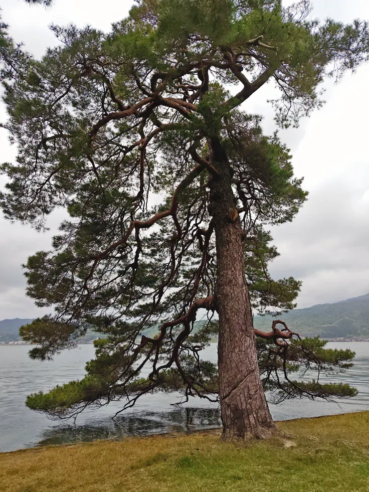 天橋立公園 松並木