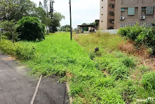 左邊的土庫線也在這裡進入草叢，右邊的台鹽倉庫側線則
可見到一隻轉轍器閘柄，台鹽倉庫側線會再分出兩條路線[往糖廠(南)方向拍]