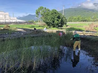 2024年夏天，玉里鎮公所清除虹橋公園雜草，順便把水生植物全部清光
