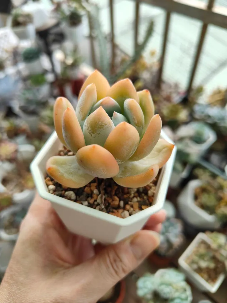 10月初陣亡最慘的時候，這株反而開始顯色了，度夏能力超強葉子毫髮無傷。(花牌掉了，不知名)