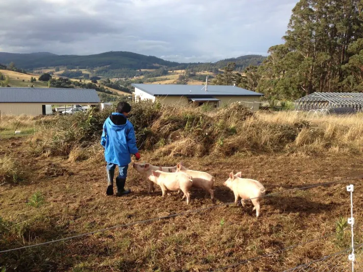 與小豬們的農場生活｜照片由 Z 友情贊助