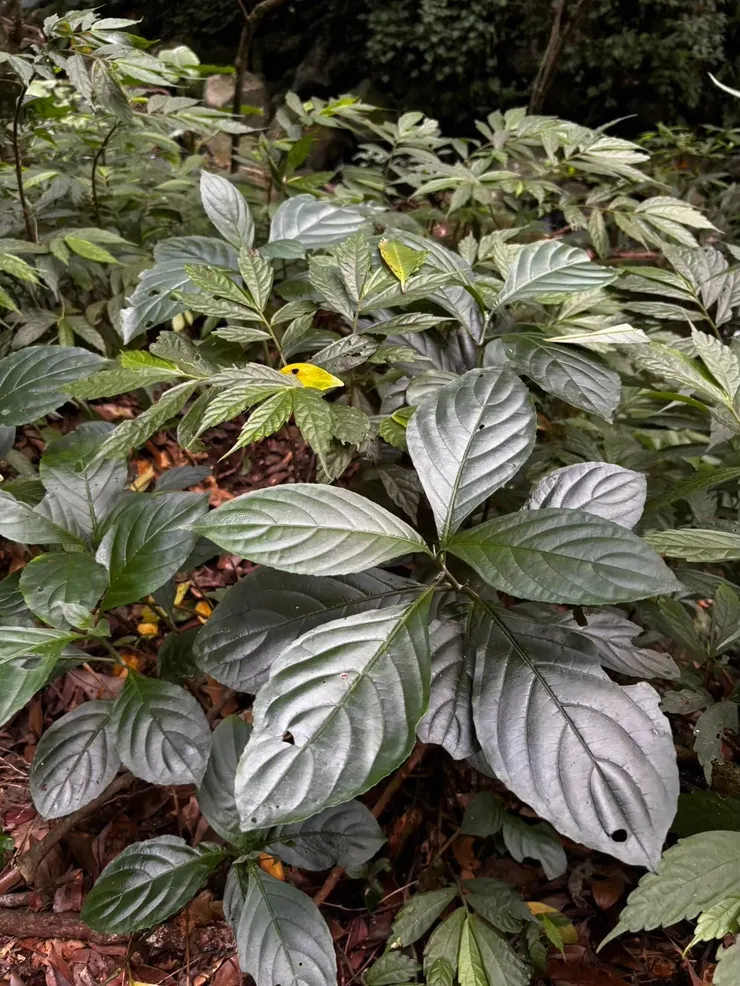 「山藍」為圖片中葉大且完整的那幾株植物