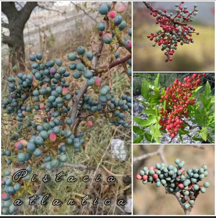 大西洋黃連木（Pistacia atlantica）