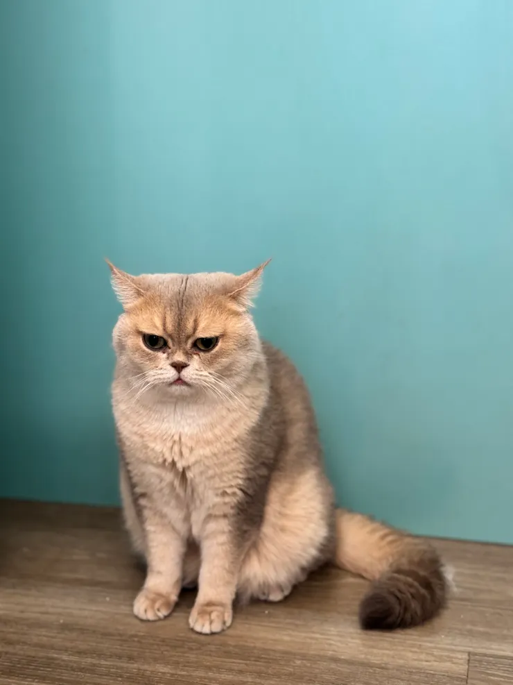 澳嘟嘟很生氣的樣子XD