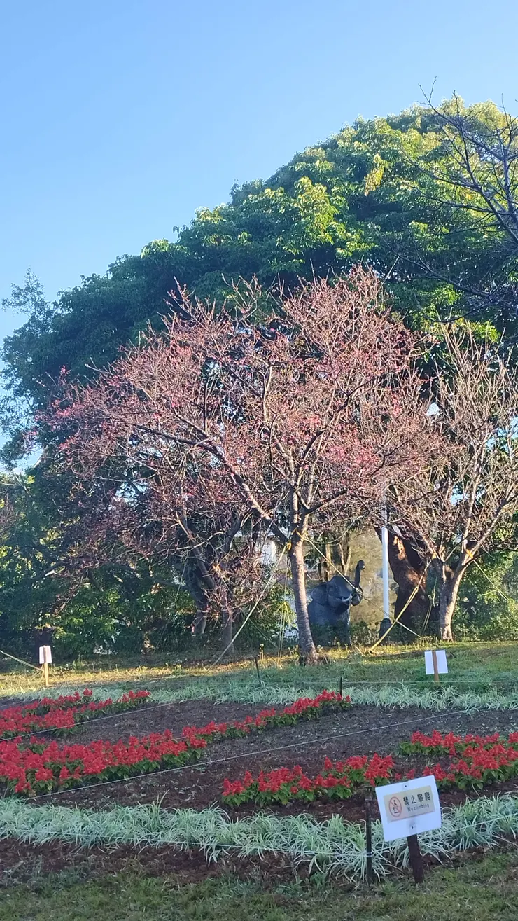 這是公園中唯一已初綻的櫻花樹