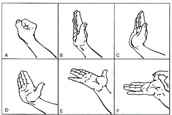 手腕伸直運動順序示意圖