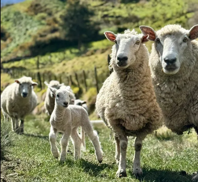 我們家剛出生的小羊與媽媽們