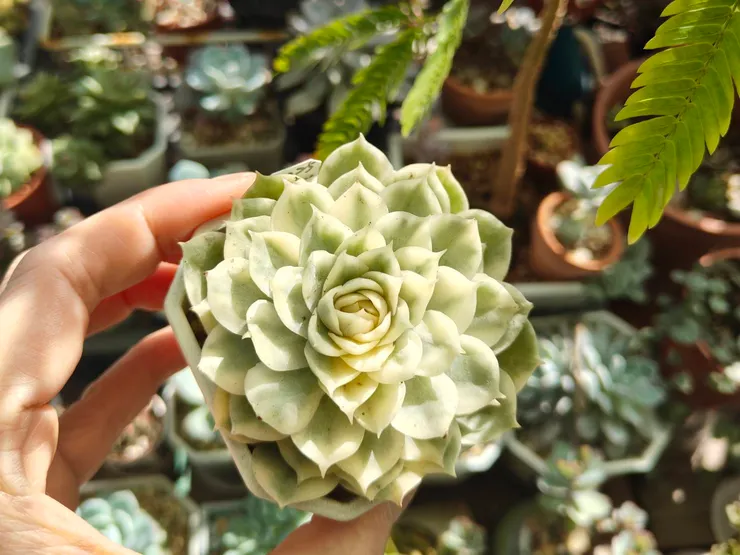 每個人喜愛的植物種類都不同，像我就很喜歡多肉植物