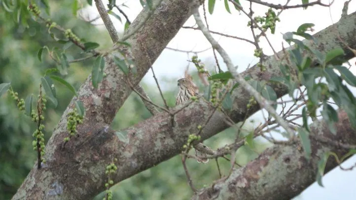“猜猜我是誰？“