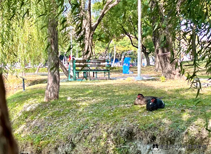 學學鴨子們的休息法則