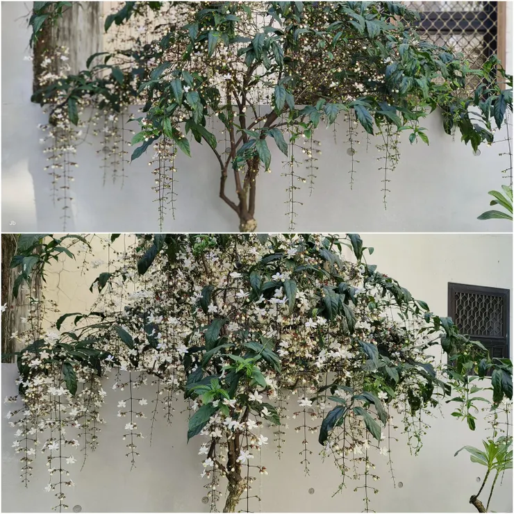 【院牆邊的垂茉莉只花開過半絲許...它們忍著精彩等年過才盛裝迎春。垂茉莉(玉蝶花)，上：年初五、下：元宵節。】