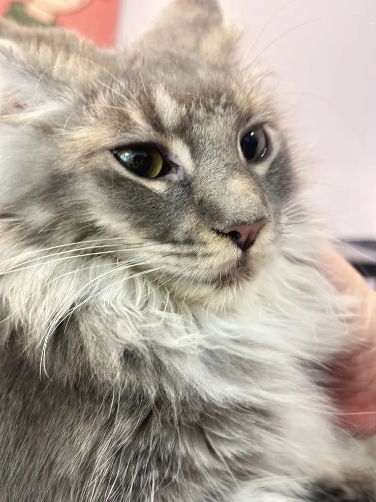 店長Ashley還有帶貓咪去參加比賽，顏值滿分當然得獎🏆