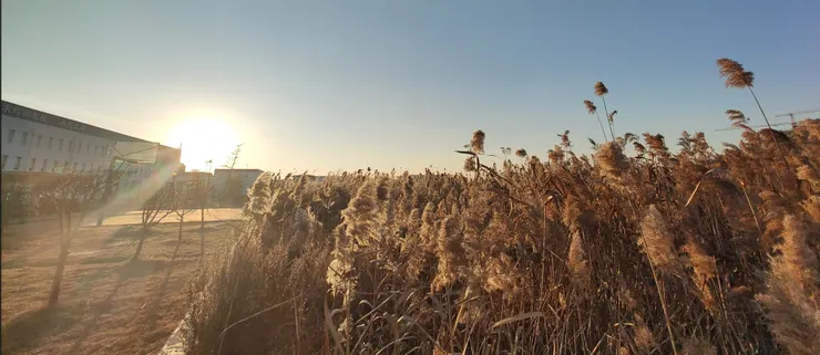 大丰廠與旁邊保留地種的的油菜花