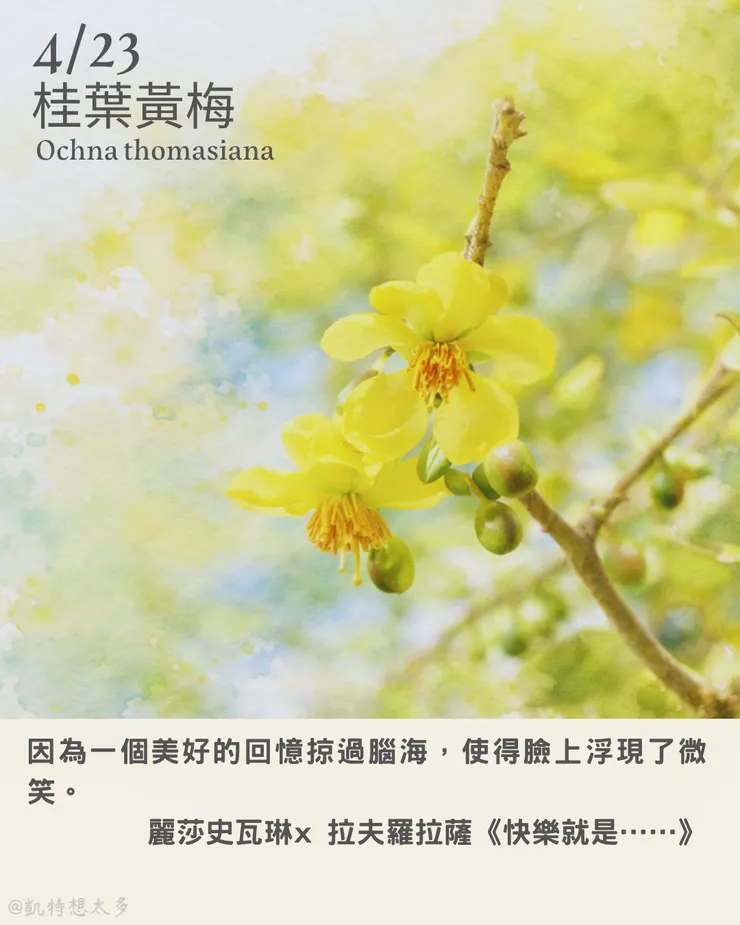 桂葉黃梅×《快樂就是……》