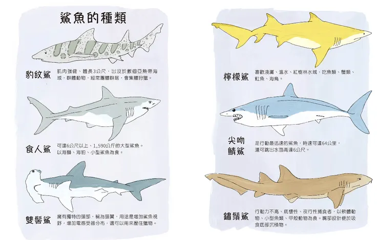 鯊魚的種類，利用插畫更能突出各種鯊魚外觀的不同，我認為效果更勝照片。