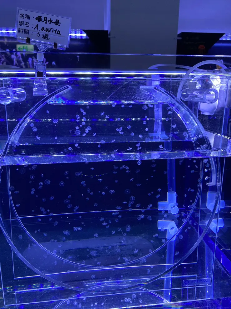 到了第三週,水母有明顯變大了!