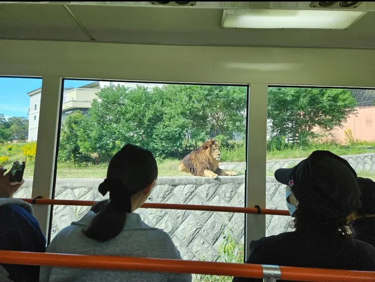 同一隻獅子巴士會換方向再開回來，所以一開始遇到背對獅子的情形不用太難過哦