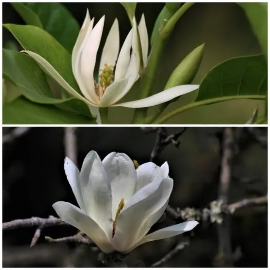 上為台灣玉蘭花；下為白色辛夷，又稱玉蘭花